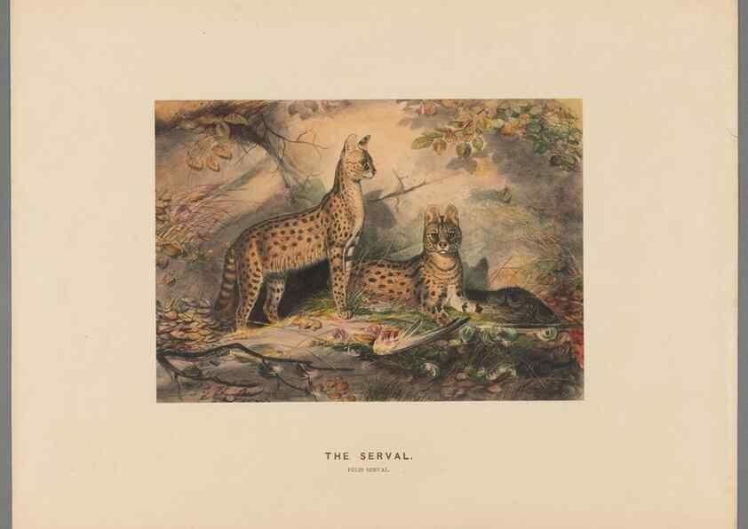 Reproducción/Reproduction 49419072231: Zoological sketches /. London :Henry Graves,1861-1867.. 