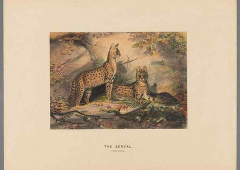 Reproducción/Reproduction 49419072231: Zoological sketches /. London :Henry Graves,1861-1867.. 