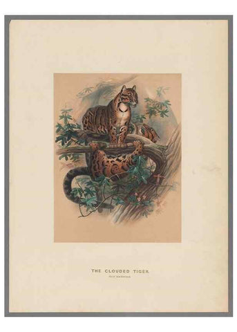 Reproducción/Reproduction 49419071966: Zoological sketches /. London :Henry Graves,1861-1867.. 