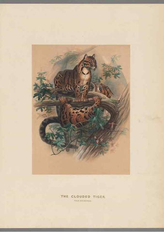 Reproducción/Reproduction 49419071966: Zoological sketches /. London :Henry Graves,1861-1867.. 
