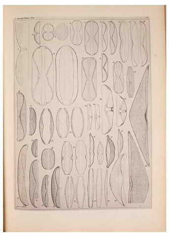 Reproducción/Reproduction 49389412243: Atlas der Diatomaceen-Kunde /. Leipzig :O.R. Reisland,[1874-19.. 