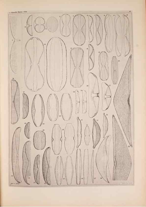 Reproducción/Reproduction 49389412243: Atlas der Diatomaceen-Kunde /. Leipzig :O.R. Reisland,[1874-19.. 