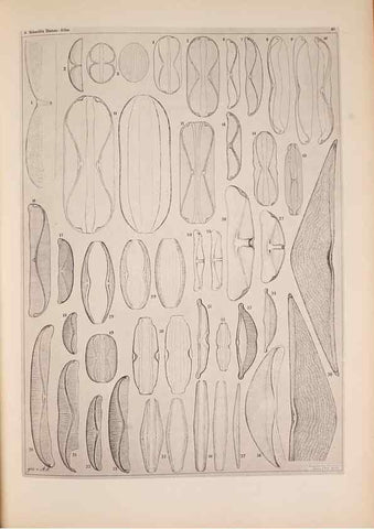 Reproducción/Reproduction 49389412243: Atlas der Diatomaceen-Kunde /. Leipzig :O.R. Reisland,[1874-19.. 