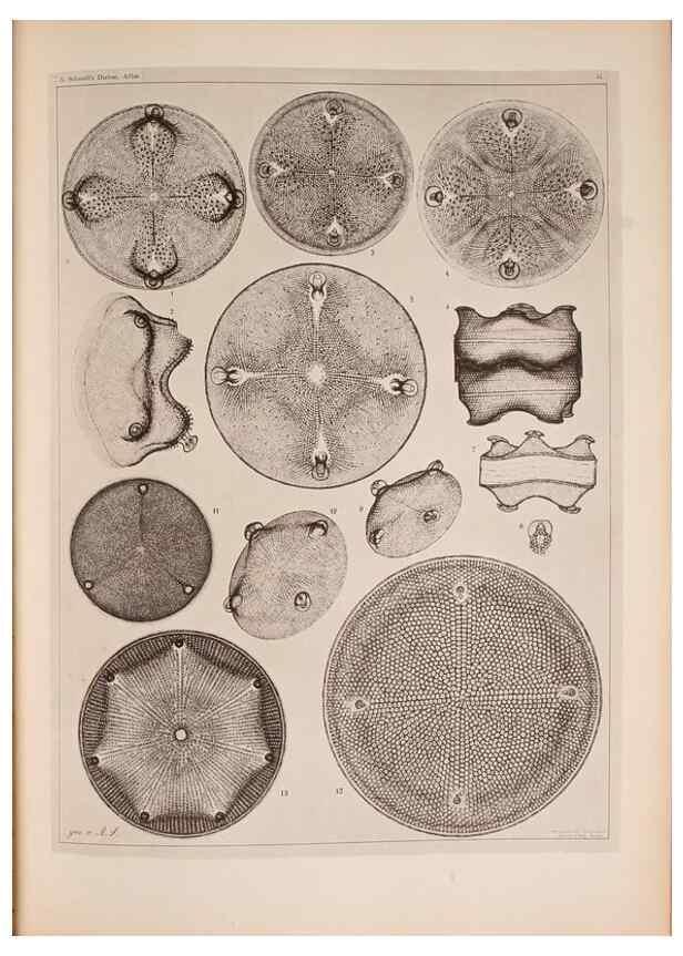 Reproducción/Reproduction 49389886691: Atlas der Diatomaceen-Kunde /. Leipzig :O.R. Reisland,[1874-19.. 
