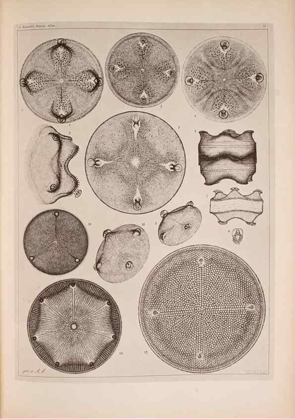 Reproducción/Reproduction 49389886691: Atlas der Diatomaceen-Kunde /. Leipzig :O.R. Reisland,[1874-19.. 