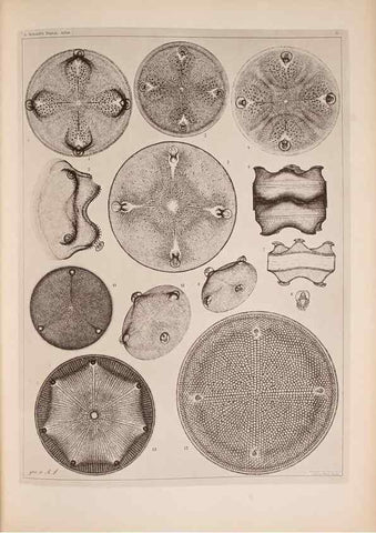 Reproducción/Reproduction 49389886691: Atlas der Diatomaceen-Kunde /. Leipzig :O.R. Reisland,[1874-19.. 