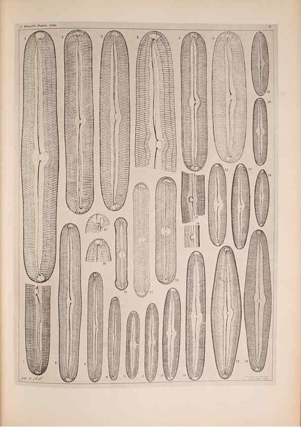 Reproducción/Reproduction 49390083732: Atlas der Diatomaceen-Kunde /. Leipzig :O.R. Reisland,[1874-19.. 