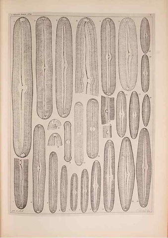 Reproducción/Reproduction 49390083732: Atlas der Diatomaceen-Kunde /. Leipzig :O.R. Reisland,[1874-19.. 