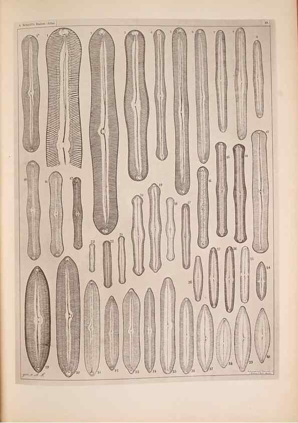 Reproducción/Reproduction 49389413243: Atlas der Diatomaceen-Kunde /. Leipzig :O.R. Reisland,[1874-19.. 