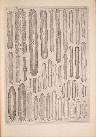 Reproducción/Reproduction 49389413243: Atlas der Diatomaceen-Kunde /. Leipzig :O.R. Reisland,[1874-19.. 
