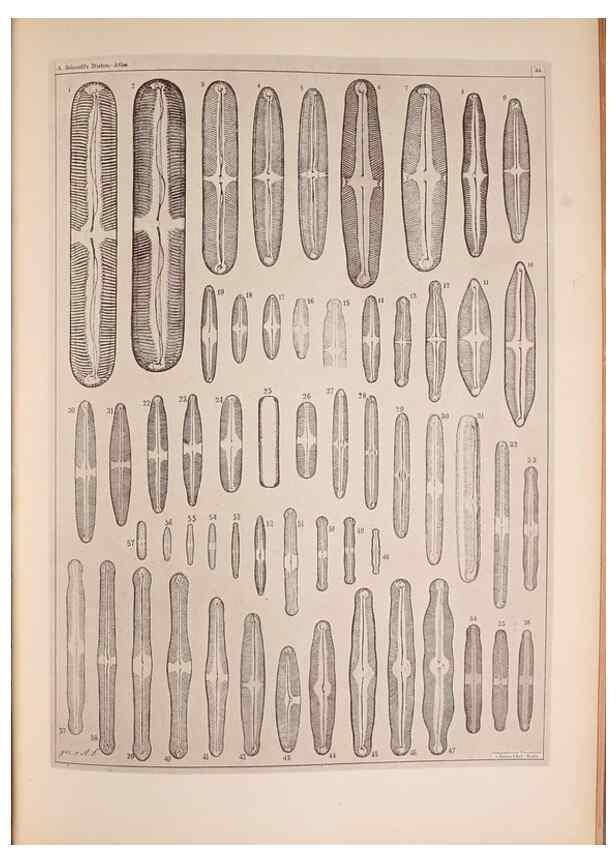 Reproducción/Reproduction 49389887761: Atlas der Diatomaceen-Kunde /. Leipzig :O.R. Reisland,[1874-19.. 