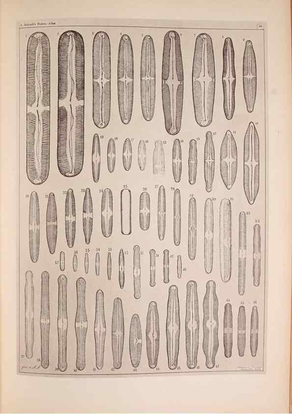 Reproducción/Reproduction 49389887761: Atlas der Diatomaceen-Kunde /. Leipzig :O.R. Reisland,[1874-19.. 