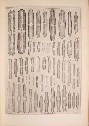 Reproducción/Reproduction 49389887761: Atlas der Diatomaceen-Kunde /. Leipzig :O.R. Reisland,[1874-19.. 