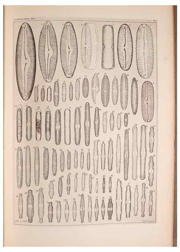 Reproducción/Reproduction 49390084957: Atlas der Diatomaceen-Kunde /. Leipzig :O.R. Reisland,[1874-19.. 