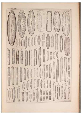 Reproducción/Reproduction 49390084957: Atlas der Diatomaceen-Kunde /. Leipzig :O.R. Reisland,[1874-19.. 