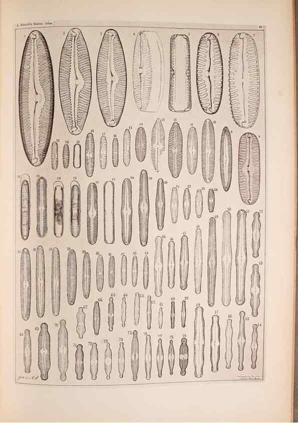 Reproducción/Reproduction 49390084957: Atlas der Diatomaceen-Kunde /. Leipzig :O.R. Reisland,[1874-19.. 