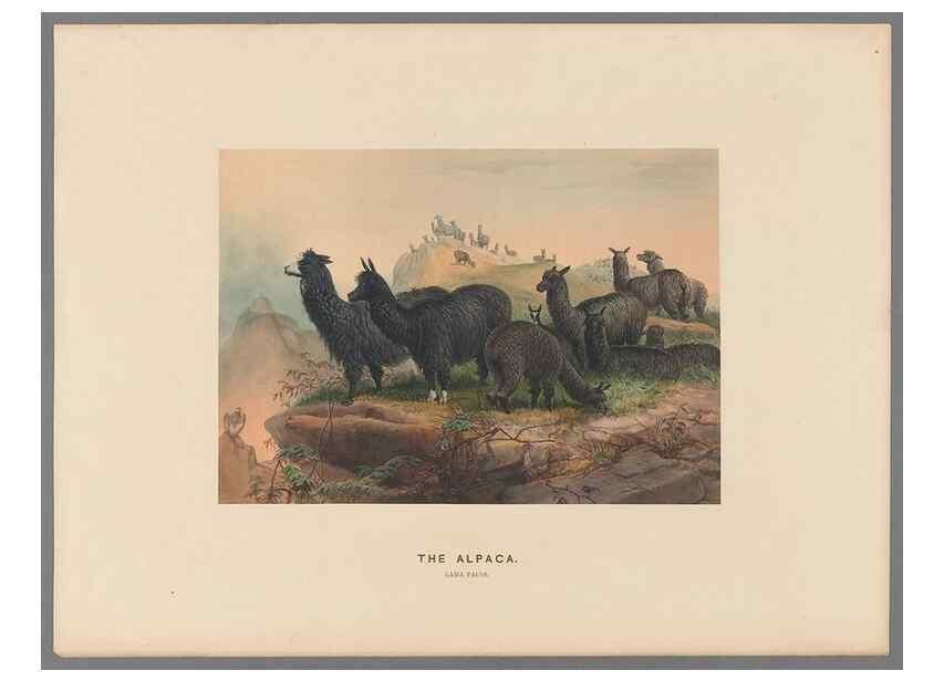 Reproducción/Reproduction 49418606653: Zoological sketches /. London :Henry Graves,1861-1867.. 