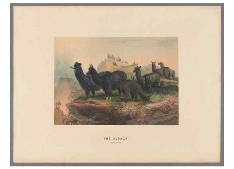 Reproducción/Reproduction 49418606653: Zoological sketches /. London :Henry Graves,1861-1867.. 