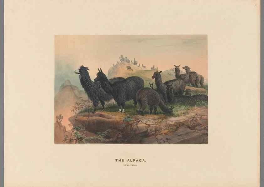 Reproducción/Reproduction 49418606653: Zoological sketches /. London :Henry Graves,1861-1867.. 