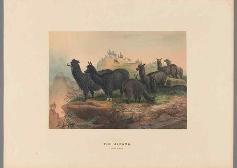 Reproducción/Reproduction 49418606653: Zoological sketches /. London :Henry Graves,1861-1867.. 