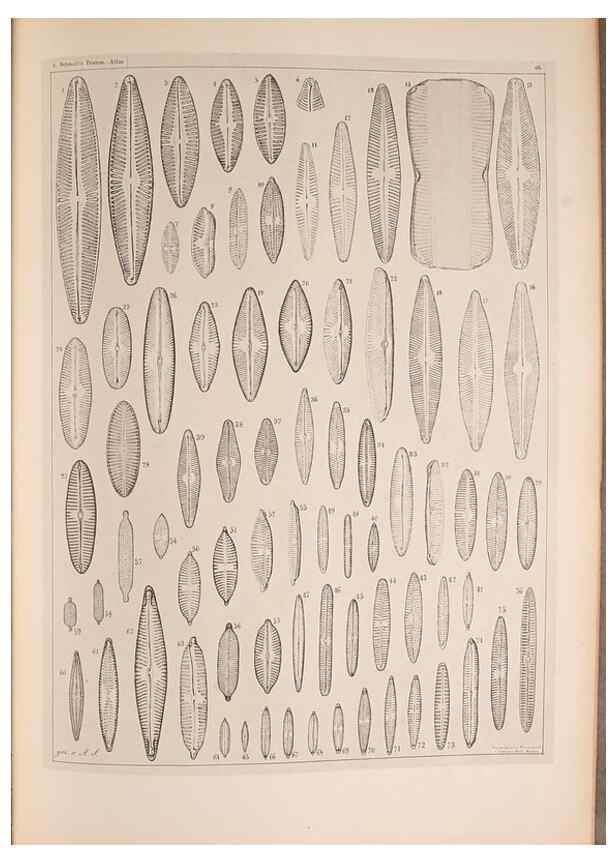 Reproducción/Reproduction 49390085377: Atlas der Diatomaceen-Kunde /. Leipzig :O.R. Reisland,[1874-19.. 