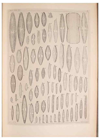 Reproducción/Reproduction 49390085377: Atlas der Diatomaceen-Kunde /. Leipzig :O.R. Reisland,[1874-19.. 