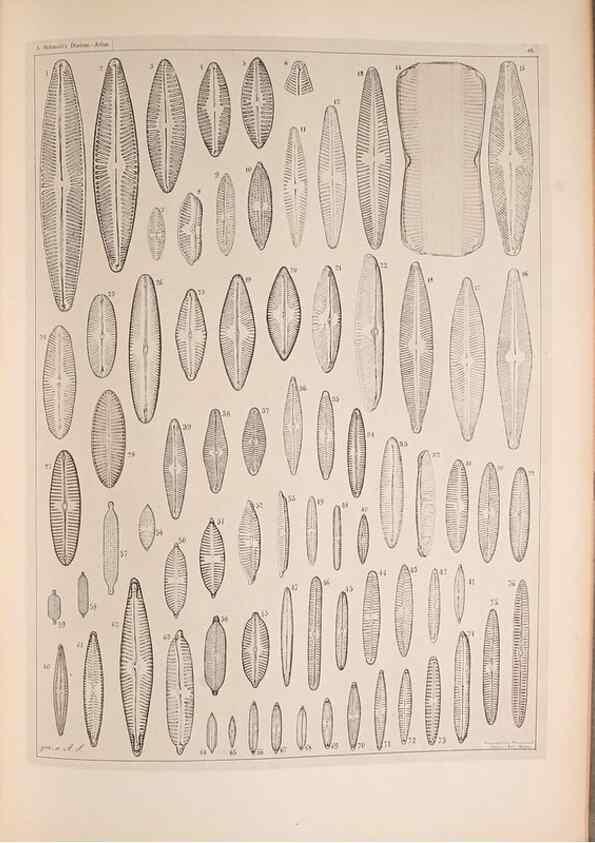 Reproducción/Reproduction 49390085377: Atlas der Diatomaceen-Kunde /. Leipzig :O.R. Reisland,[1874-19.. 
