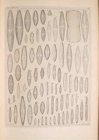 Reproducción/Reproduction 49390085377: Atlas der Diatomaceen-Kunde /. Leipzig :O.R. Reisland,[1874-19.. 
