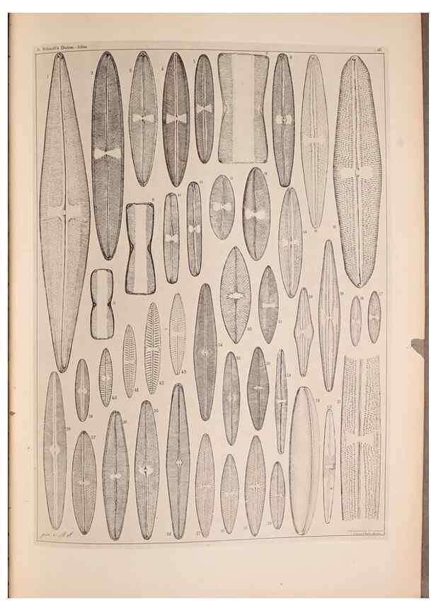 Reproducción/Reproduction 49389889506: Atlas der Diatomaceen-Kunde /. Leipzig :O.R. Reisland,[1874-19.. 