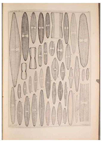Reproducción/Reproduction 49389889506: Atlas der Diatomaceen-Kunde /. Leipzig :O.R. Reisland,[1874-19.. 