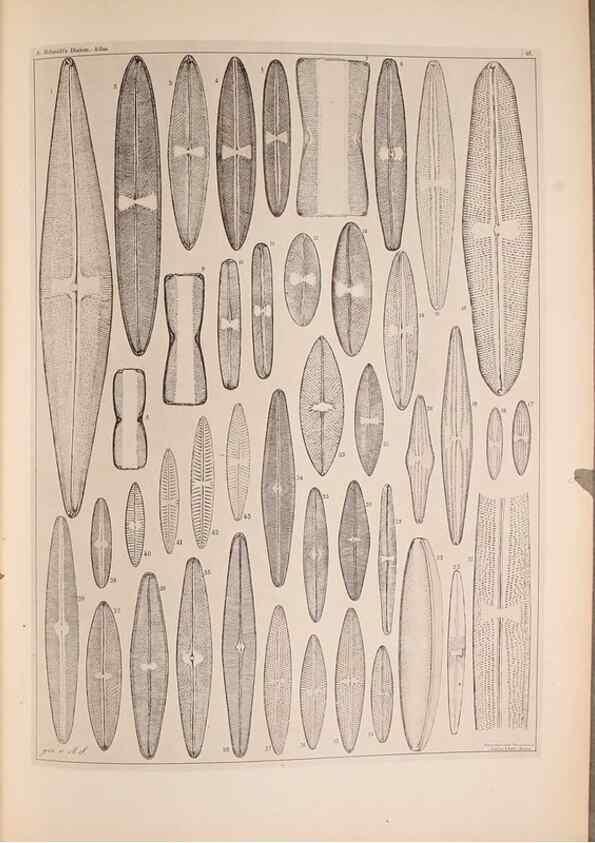 Reproducción/Reproduction 49389889506: Atlas der Diatomaceen-Kunde /. Leipzig :O.R. Reisland,[1874-19.. 