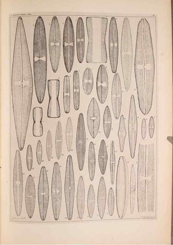 Reproducción/Reproduction 49389889506: Atlas der Diatomaceen-Kunde /. Leipzig :O.R. Reisland,[1874-19.. 