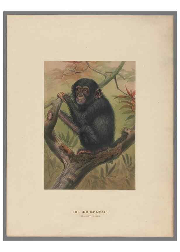 Reproducción/Reproduction 49419070456: Zoological sketches /. London :Henry Graves,1861-1867.. 