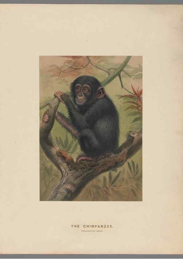 Reproducción/Reproduction 49419070456: Zoological sketches /. London :Henry Graves,1861-1867.. 