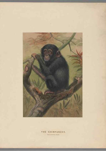 Reproducción/Reproduction 49419070456: Zoological sketches /. London :Henry Graves,1861-1867.. 