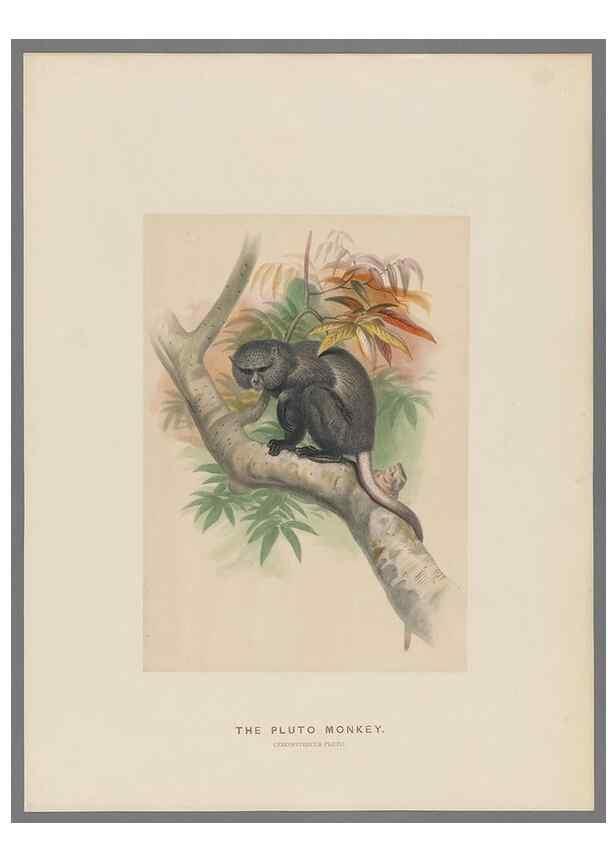 Reproducción/Reproduction 49419290092: Zoological sketches /. London :Henry Graves,1861-1867.. 