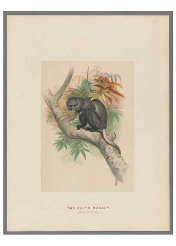 Reproducción/Reproduction 49419290092: Zoological sketches /. London :Henry Graves,1861-1867.. 