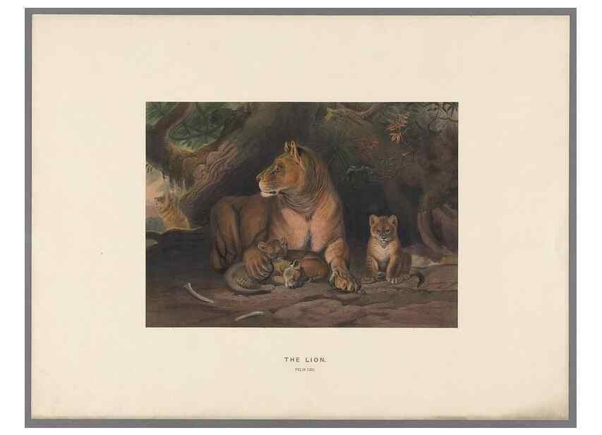 Reproducción/Reproduction 49418601943: Zoological sketches /. London :Henry Graves,1861-1867.. 