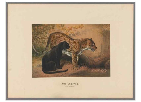 Reproducción/Reproduction 49419290537: Zoological sketches /. London :Henry Graves,1861-1867.. 