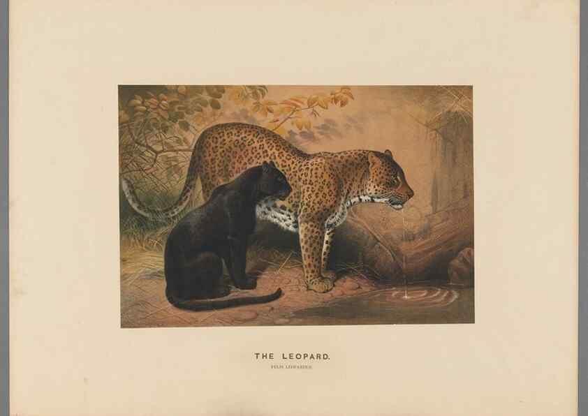 Reproducción/Reproduction 49419290537: Zoological sketches /. London :Henry Graves,1861-1867.. 