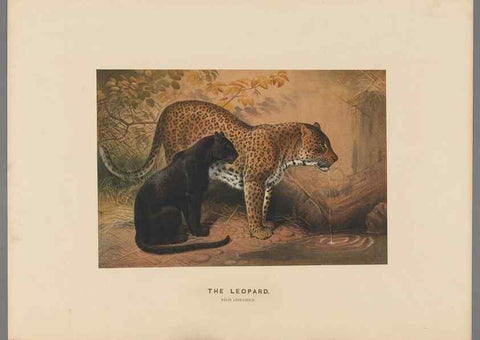 Reproducción/Reproduction 49419290537: Zoological sketches /. London :Henry Graves,1861-1867.. 