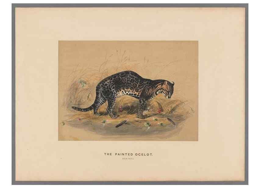 Reproducción/Reproduction 49418602358: Zoological sketches /. London :Henry Graves,1861-1867.. 