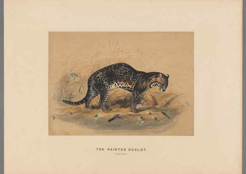 Reproducción/Reproduction 49418602358: Zoological sketches /. London :Henry Graves,1861-1867.. 