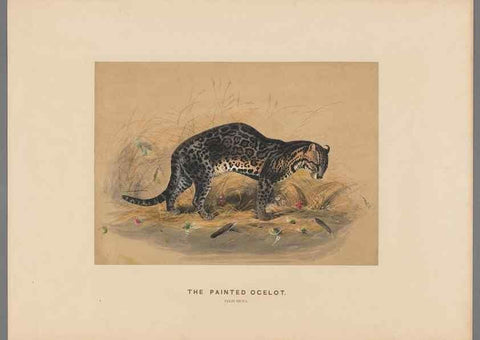 Reproducción/Reproduction 49418602358: Zoological sketches /. London :Henry Graves,1861-1867.. 