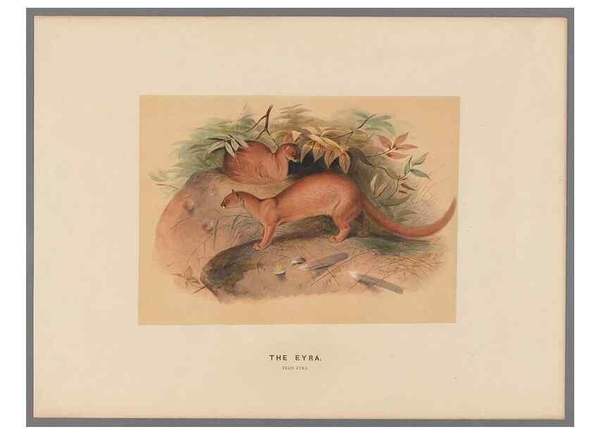 Reproducción/Reproduction 49419071676: Zoological sketches /. London :Henry Graves,1861-1867.. 