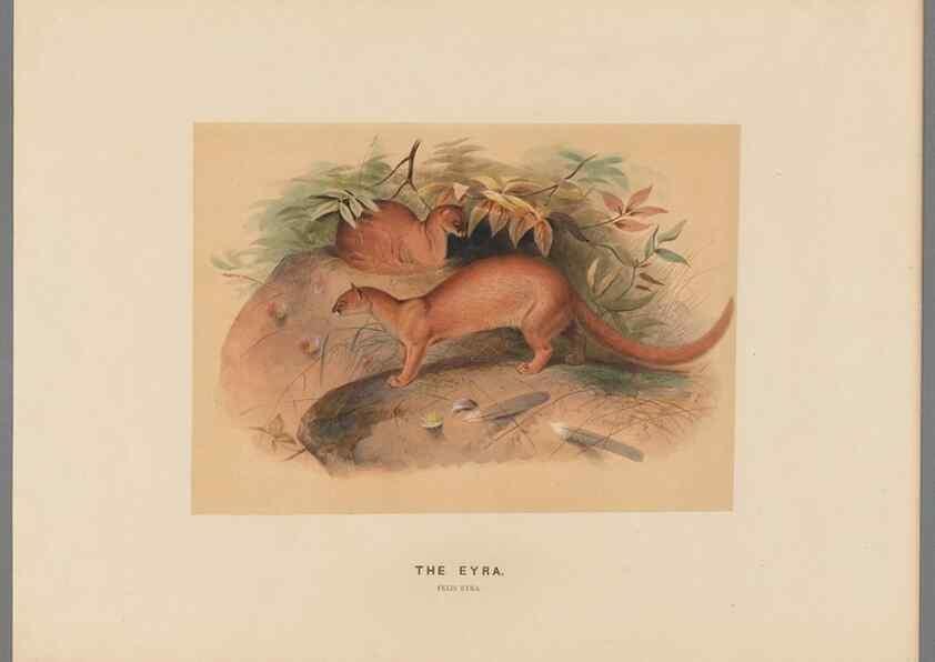 Reproducción/Reproduction 49419071676: Zoological sketches /. London :Henry Graves,1861-1867.. 