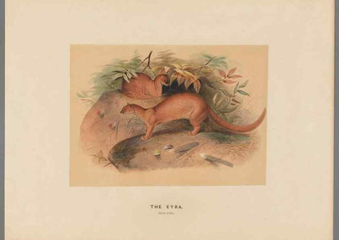 Reproducción/Reproduction 49419071676: Zoological sketches /. London :Henry Graves,1861-1867.. 