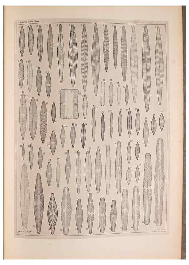 Reproducción/Reproduction 49389414988: Atlas der Diatomaceen-Kunde /. Leipzig :O.R. Reisland,[1874-19.. 