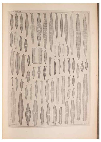 Reproducción/Reproduction 49389414988: Atlas der Diatomaceen-Kunde /. Leipzig :O.R. Reisland,[1874-19.. 