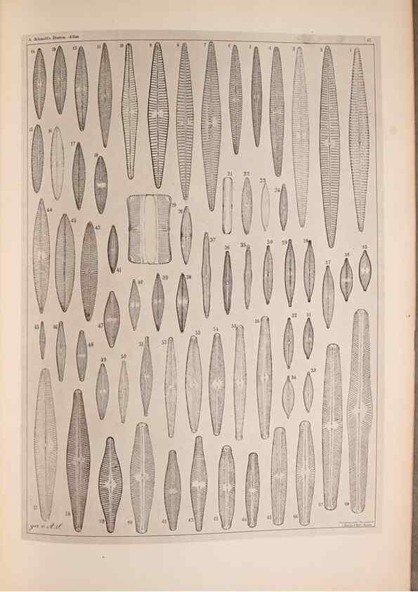 Reproducción/Reproduction 49389414988: Atlas der Diatomaceen-Kunde /. Leipzig :O.R. Reisland,[1874-19.. 